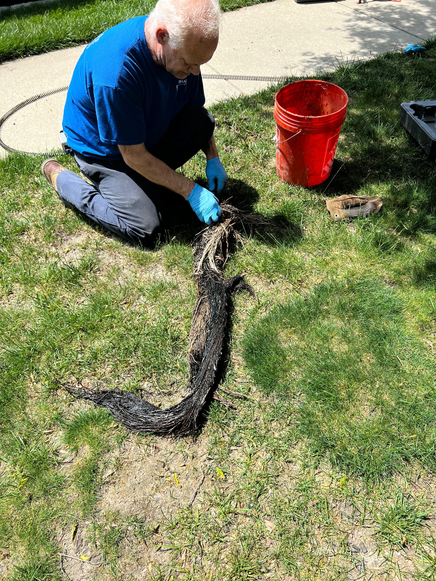 tree roots in sewer line removed via drain cleaning